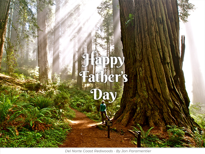 Father's Day redwoods honor greeting ecard