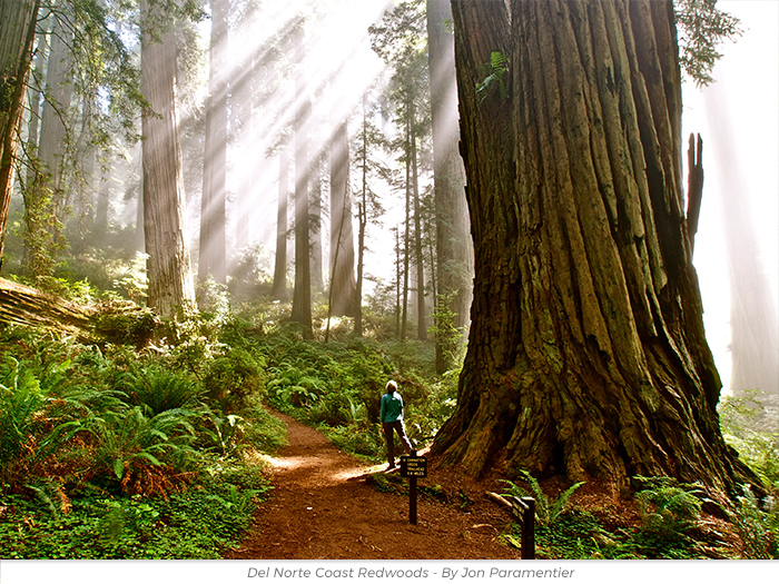 Fathers Day or Anytime redwoods greeting ecard