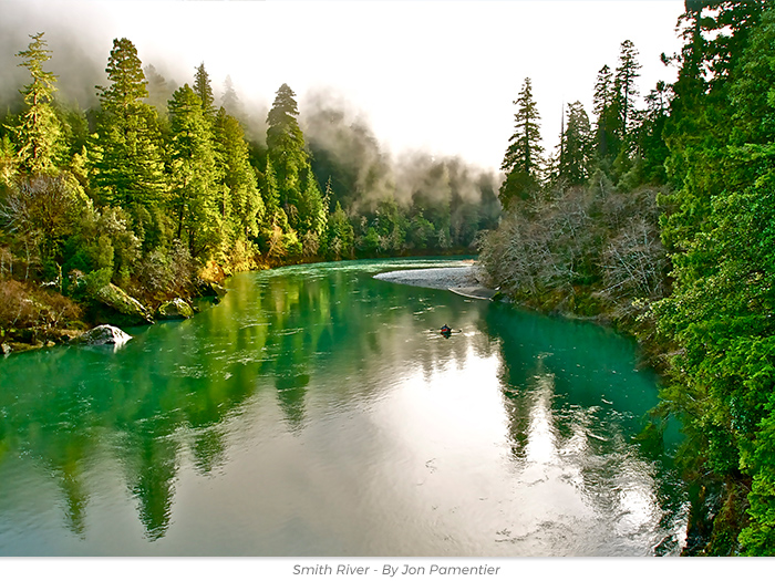 Father's Day redwoods honor greeting ecard