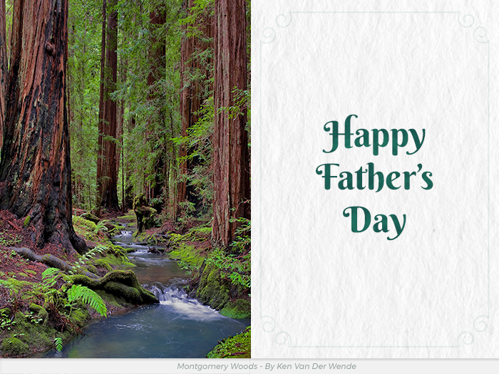 Father's Day redwoods honor greeting ecard