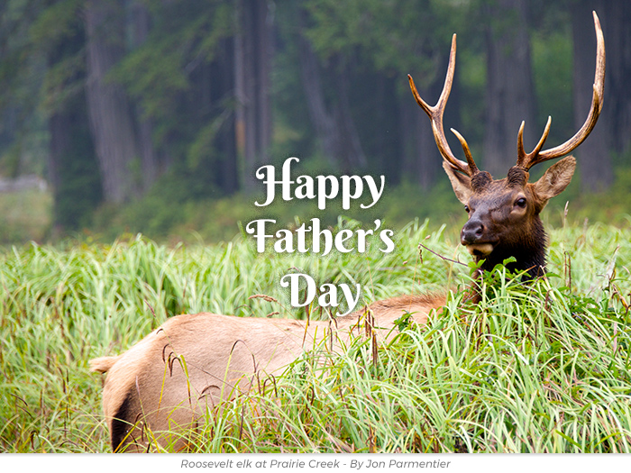 Father's Day redwoods honor greeting ecard