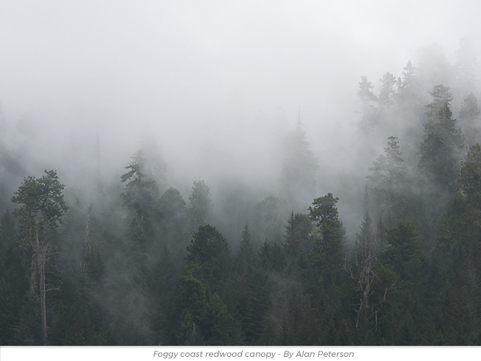 Halloween redwoods honor greeting ecard