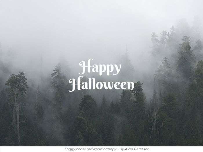 Halloween redwoods honor greeting ecard