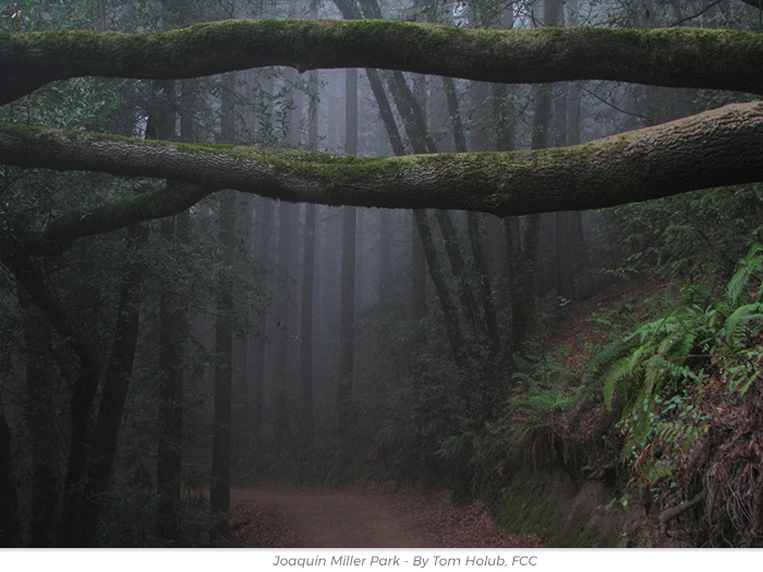 Halloween redwoods honor greeting ecard