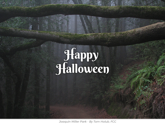 Halloween redwoods honor greeting ecard
