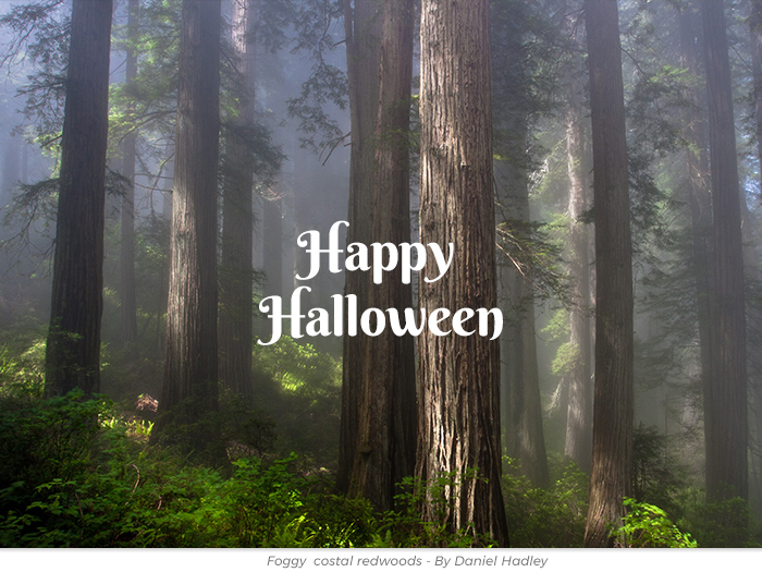 Halloween redwoods honor greeting ecard