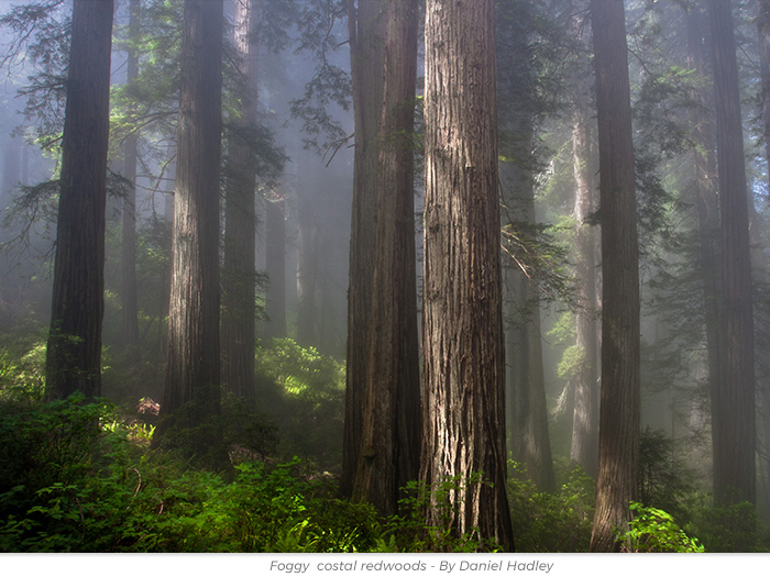 Halloween redwoods honor greeting ecard