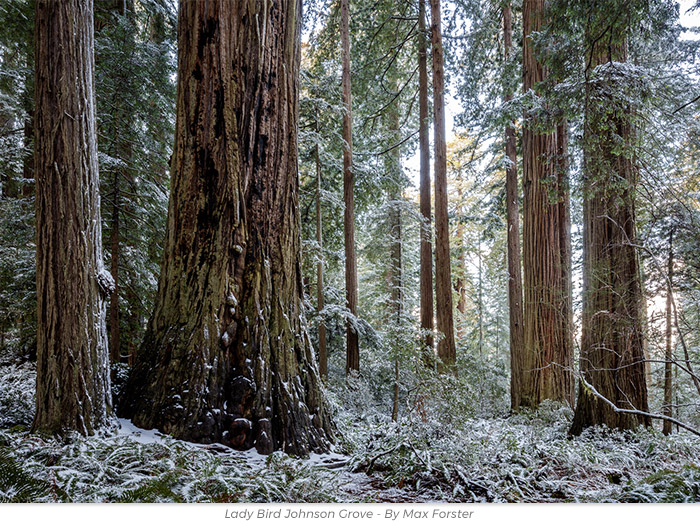 Holiday gift redwoods honor greeting ecard