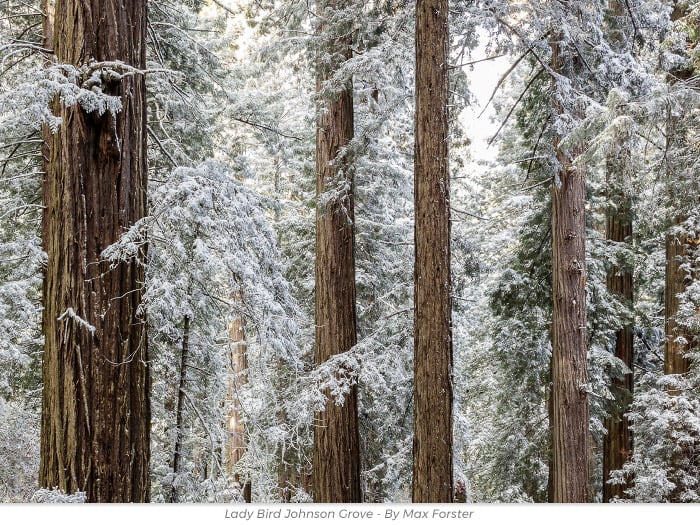 Holiday gift redwoods honor greeting eCard