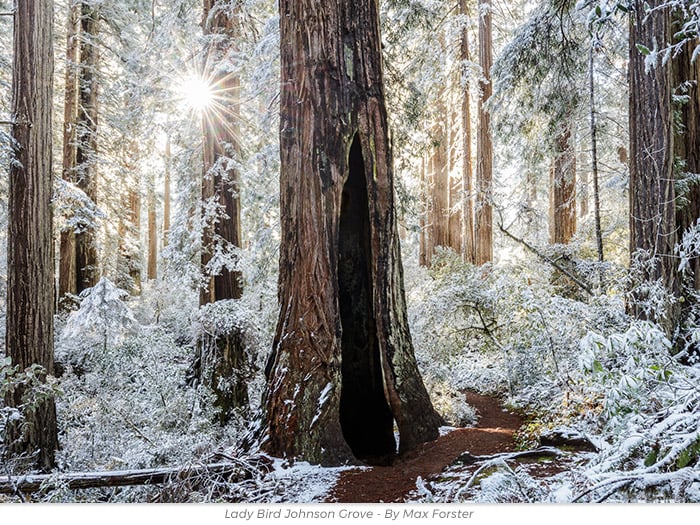 Holiday gift redwoods honor greeting eCard