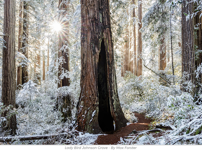 Holiday gift redwoods honor greeting eCard