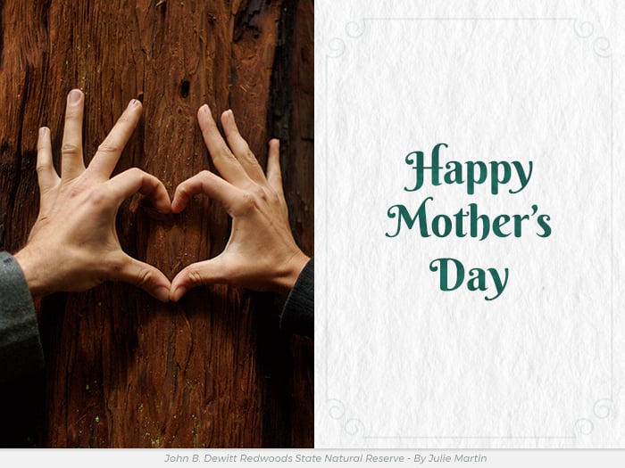 Mother's Day redwoods honor greeting ecard