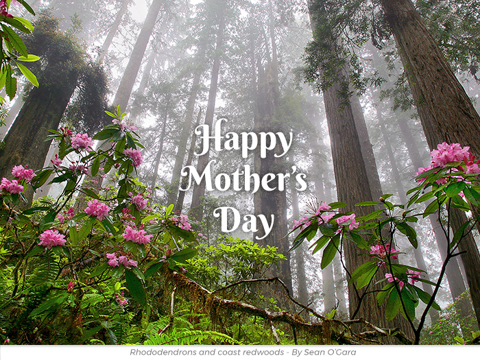 Mother's Day redwoods honor greeting ecard