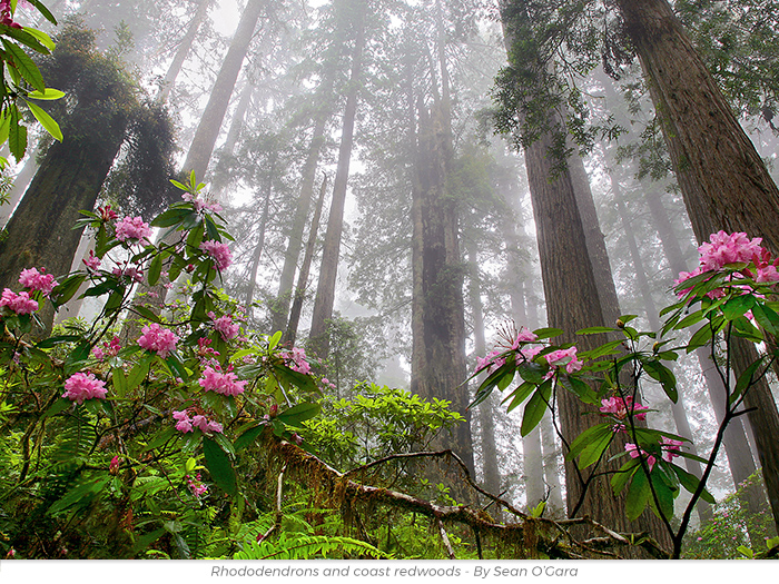 Protect Redwoods honor greeting ecard