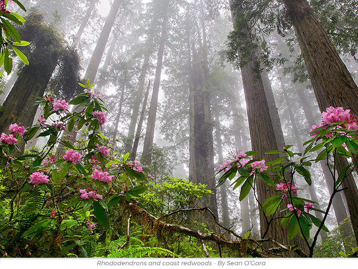 Father's Day redwoods honor greeting ecard