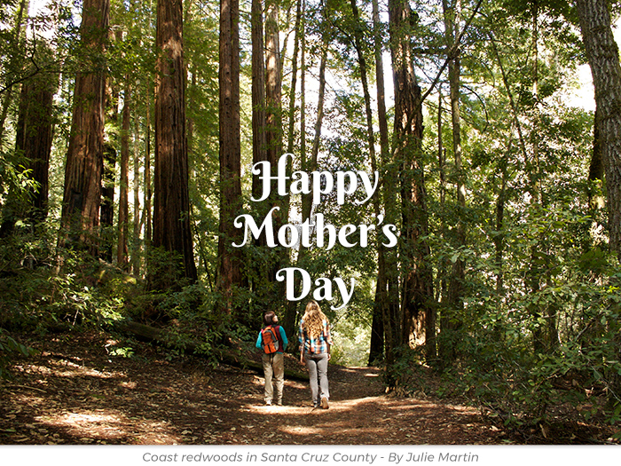 Mother's Day redwoods honor greeting ecard