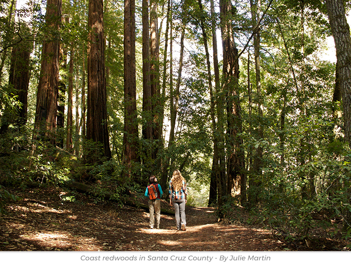 Mother's Day redwoods honor greeting ecard