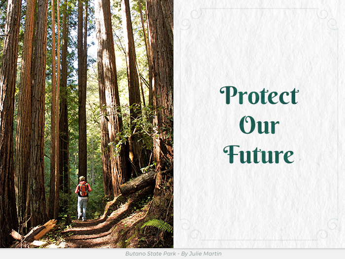 Protect Redwoods honor greeting ecard