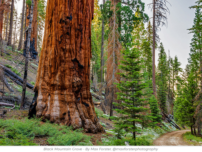 Protect Redwoods honor greeting ecard