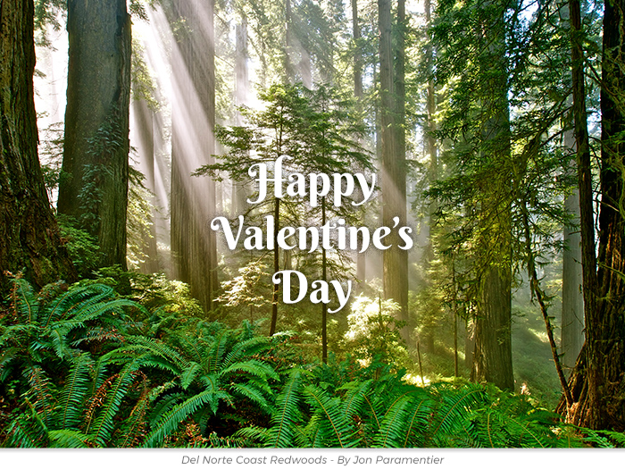 Valentine's Day redwoods honor greeting ecard