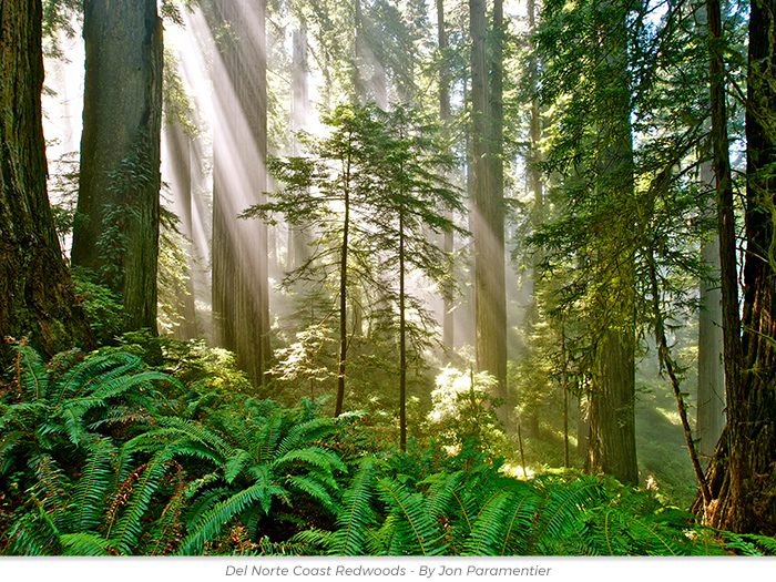 Valentine's Day redwoods honor greeting ecard