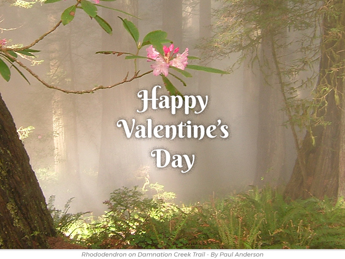 Send the redwoods lover in your life a perfect Valentine’s note