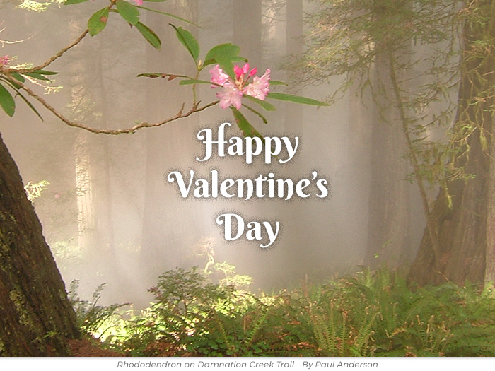 Valentine's Day redwoods honor greeting ecard