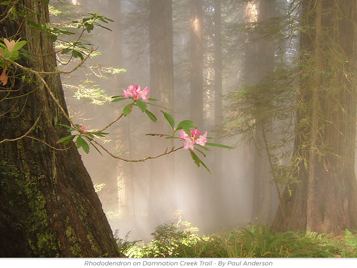 Arbor Day redwoods greeting ecard