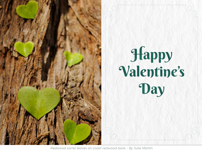 Valentine's Day redwoods honor greeting ecard