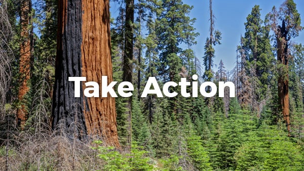 Tell Congress to Save Our Sequoias - Save the Redwoods League