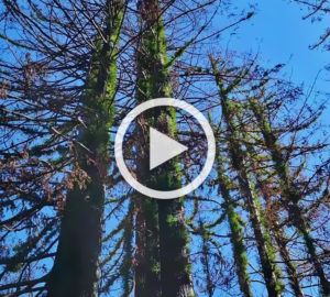 Coast redwoods are recovering from fire damage