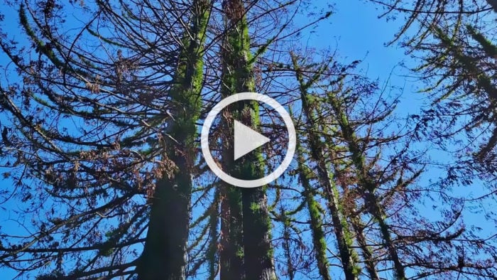 Coast redwoods bouncing back in Big Basin