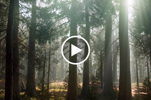 A bold vision for California’s redwoods