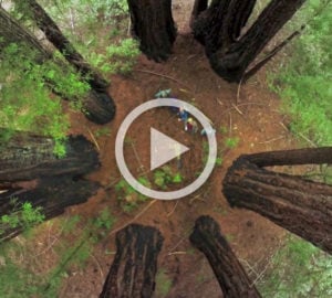 Your first redwoods experience