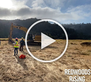 Inside look at Redwoods Rising stream restoration