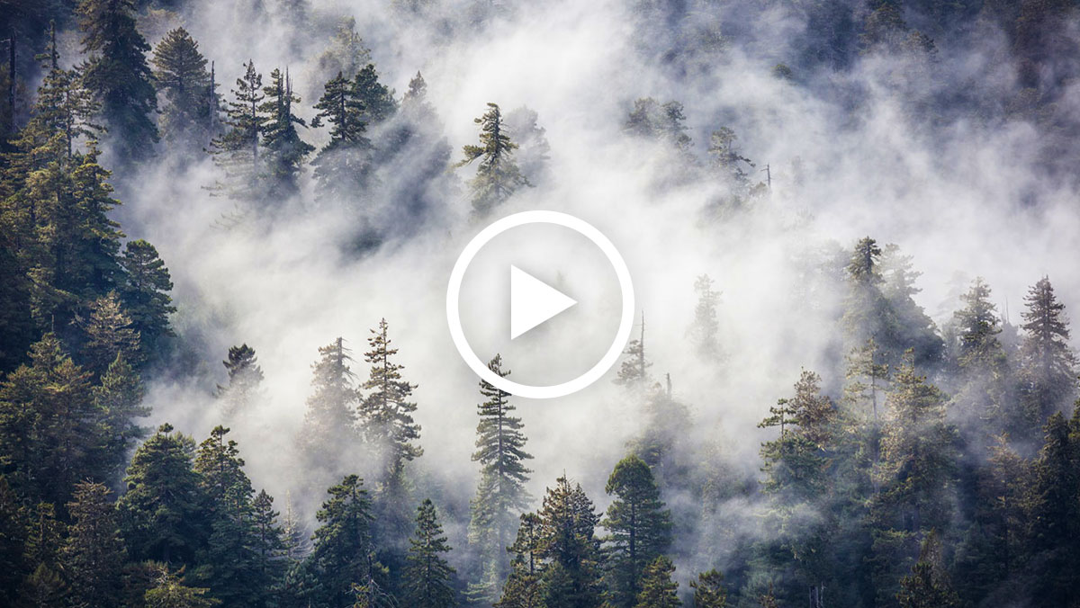 How redwood forests rely on blankets of fog