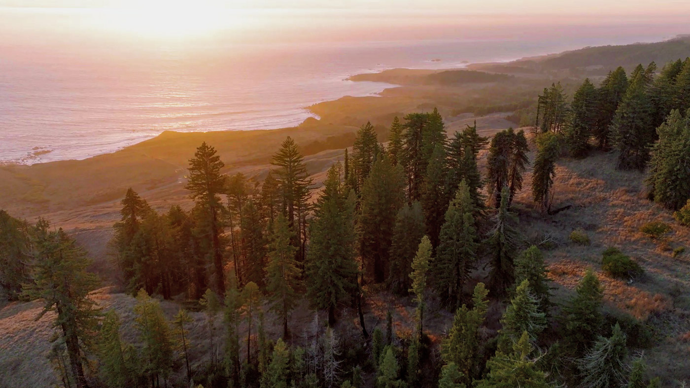 Aerial view of Sonoma Coast Redwoods
