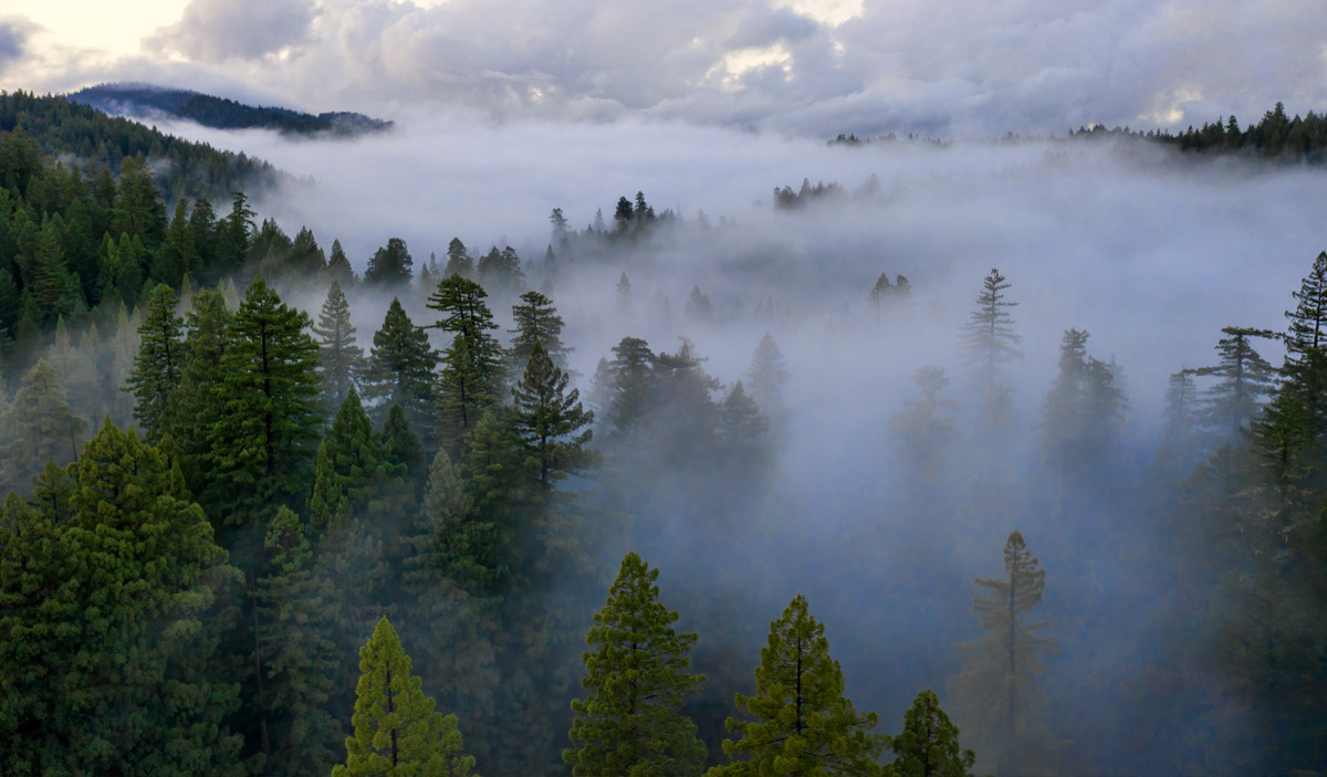 Save the Redwoods League