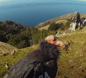 Saving prey-go-neesh, the endangered California condor