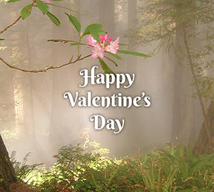 Share your love of the redwoods with your special someone