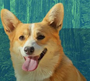 Dog-friendly redwood parks guide