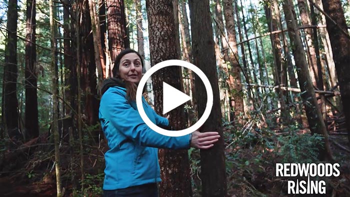 Redwoods Rising is rebuilding an ancient forest