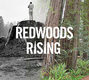 Webinar on Friday: Redwoods Risings' rebuilding California's iconic forests