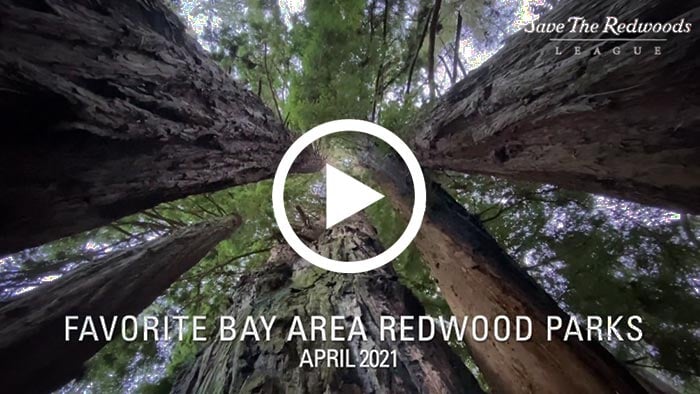 Get the League’s FREE guide to Bay Area redwood parks