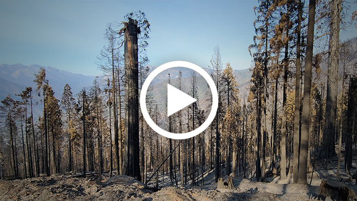 Loss of giant sequoia highlights need for action on wildfires