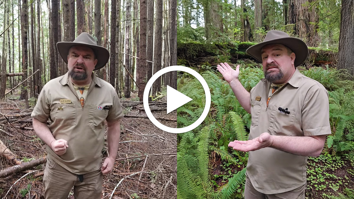 How forest restoration grows jobs, stability