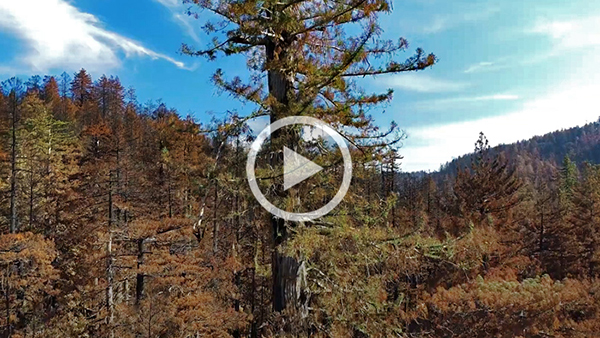 Tracking forest recovery at Big Basin Redwoods State Park