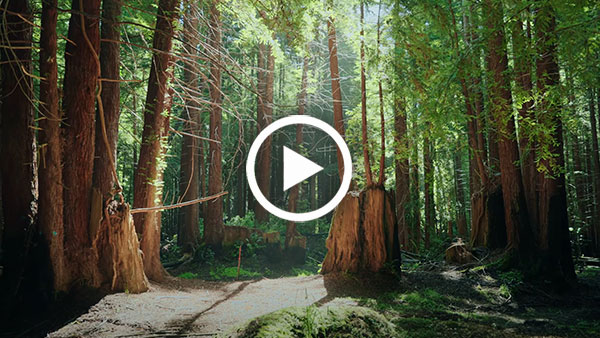 Help safeguard treasured redwoods along the scenic Russian River