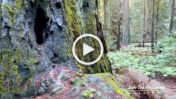 Help us protect and share a rare redwood landscape