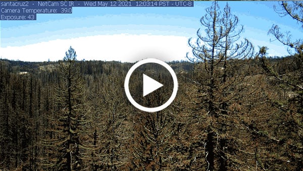 Time-lapse video captures incredible redwoods regrowth at Big Basin
